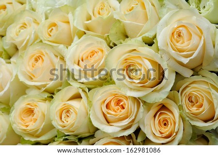Background of beautiful cream-colored roses