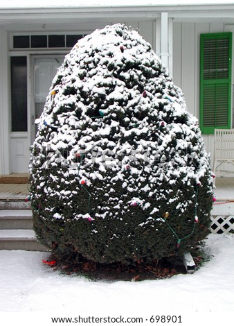 rounded tree cover with snow
