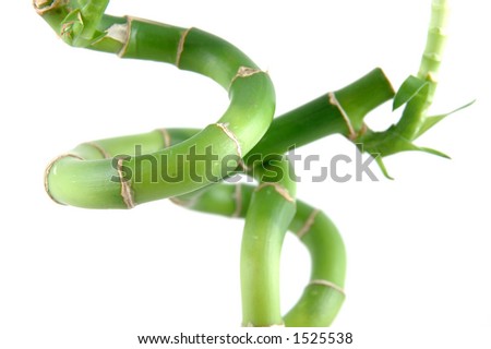 Close up of lucky bamboo spiraling stems in isolated white