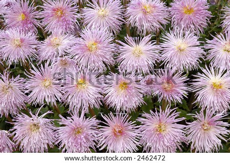 Background of purple chrysanthemums in pattern