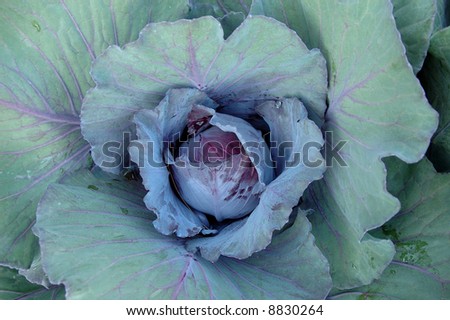 Close up of purple cabbage plant on farmland