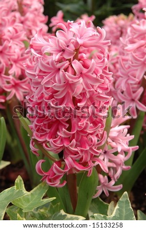 Close up of Pink hyacinth