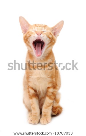 orange and white kitten. stock photo : Yelling orange
