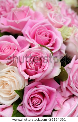 stock photo : Close up of beautiful pink roses background