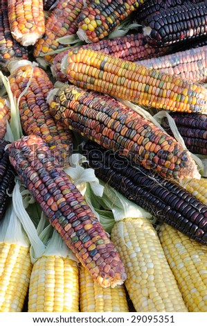 Close up of colorful indian corn on cobs