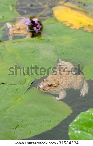 Frogs sitting in a pond