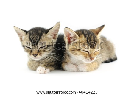 puppies and kittens sleeping together. More cute kittens and puppies