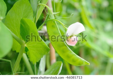 Close up of growing snow peas