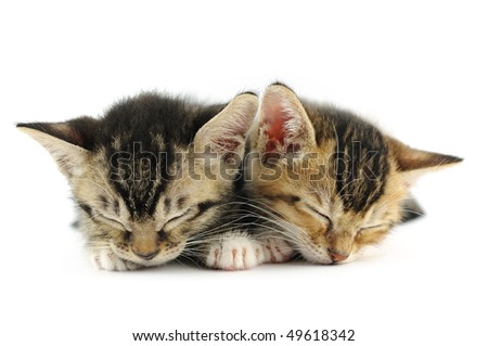 Puppies And Kittens Sleeping. puppies and kittens sleeping