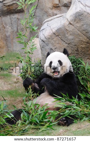 Giant panda eating bamboo leaf