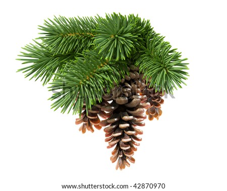 fir pine