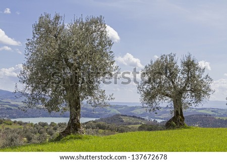 Olive trees in the Tuscan countryside