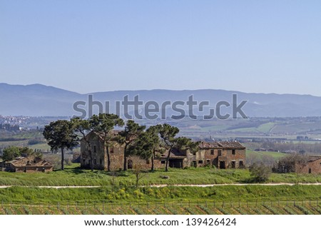 Farm with vineyards and pine near Montepulciano