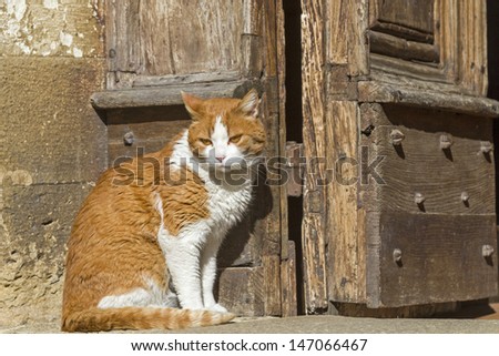 Cat in front of the open church door in an Italian village