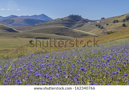 flower meadow on the Piano Grande in the Sibillini Mountains