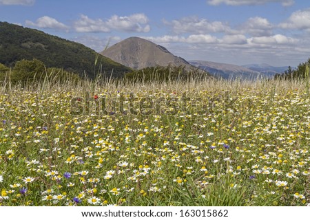 Flower meadow on the Piano Grande in the Sibillini Mountains