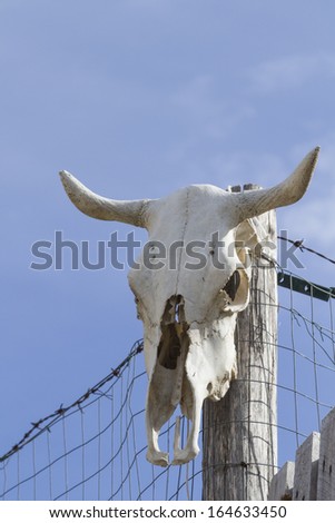 Bleached Cattle skulls on a fence in Puglia