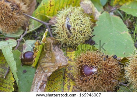 Broken Maron fruits on autumnal leaves