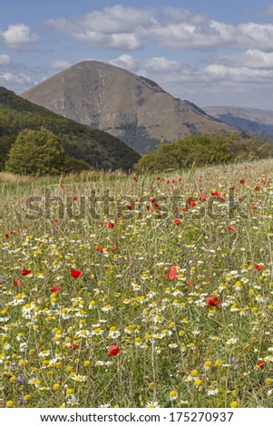 Summer flower meadow on the Piano Grande in the Sibillini Mountains