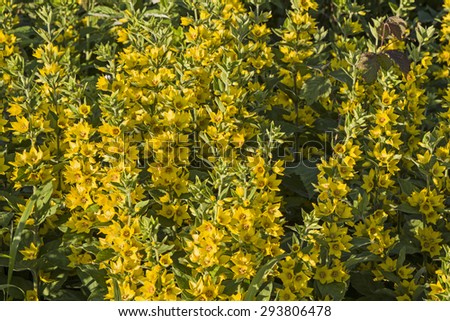 Myrsinoideae - herbaceous plant with yellow flowers
