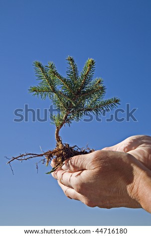 Forfend the little tree