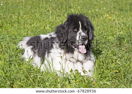 The Newfoundland originated in Canada is recognized by the FCI breed of dog