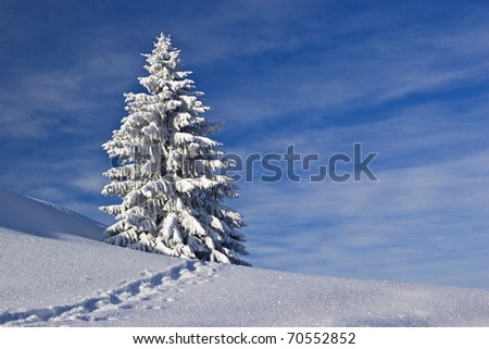 footprint through pristine powder snow with a snow covered tree