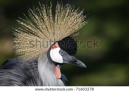 Crowned Crane - a magnificent bird of all birds walking