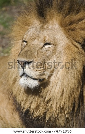 Male lion is often called the king of all animals