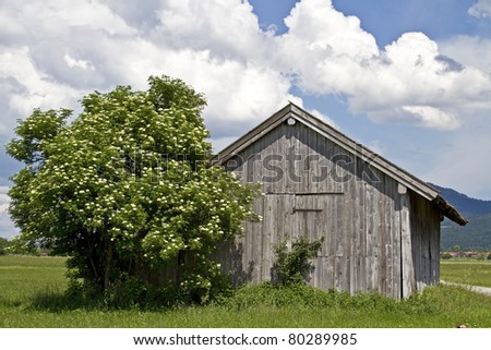 Hay huts with blooming elderberry