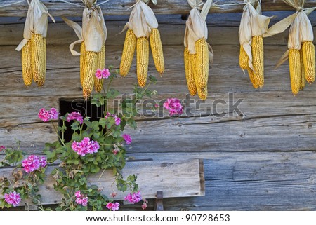 Corn cobs hanging to dry in a cabin wall