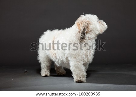 White boomer dog isolated on dark grey background. Studio shot. Funny dog with curly hair.