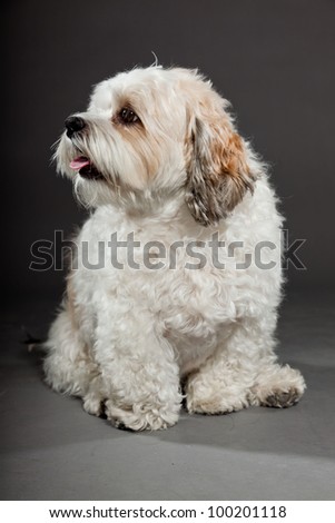 White boomer dog isolated on dark grey background. Studio shot. Funny dog with curly hair.