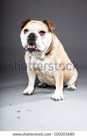 English bulldog isolated on dark grey background. Studio portrait. Funny dog.