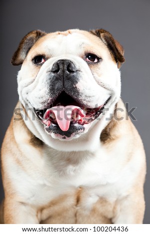 English bulldog isolated on dark grey background. Studio portrait. Funny dog.