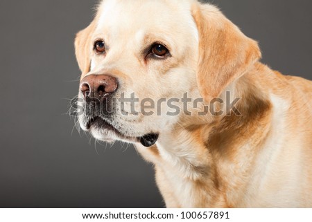 Blonde labrador dog isolated on grey background. Studio shot. Portrait of a cute pet.