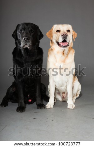 Black and blonde labrador dogs isolated on grey background. Two dogs. Couple. Studio shot. Portrait of cute pets.