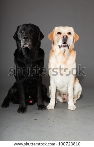 Black and blonde labrador dogs isolated on grey background. Two dogs. Couple. Studio shot. Portrait of cute pets.