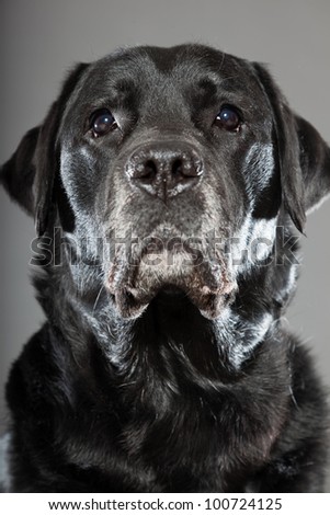 Black labrador dog isolated on grey background. Studio shot. Portrait of a cute pet.