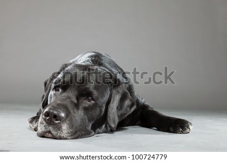 grey labrador puppy