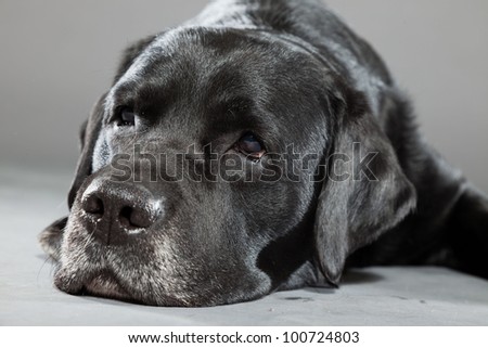 grey labrador puppy
