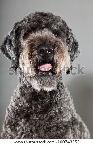 Grey labradoodle dog isolated on grey background. Anti allergy. Studio portrait.