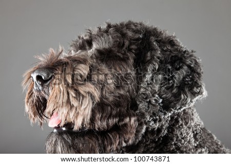 Grey labradoodle dog isolated on grey background. Anti allergy. Studio portrait.