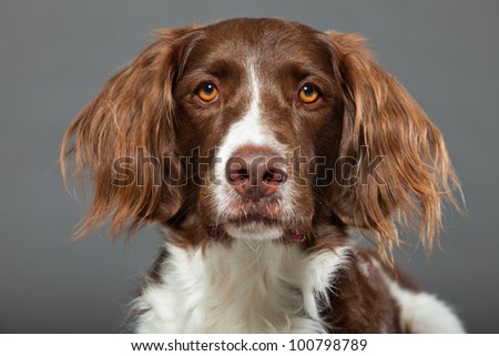 dutch hunting dog