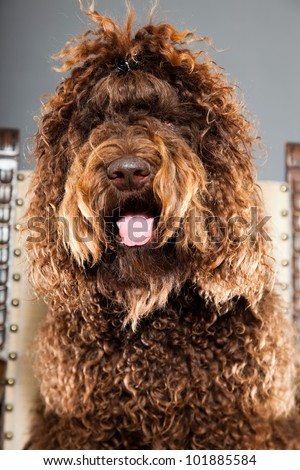Barbet dog sitting on chair isolated on grey background. Brown French Water Dog. Studio shot.