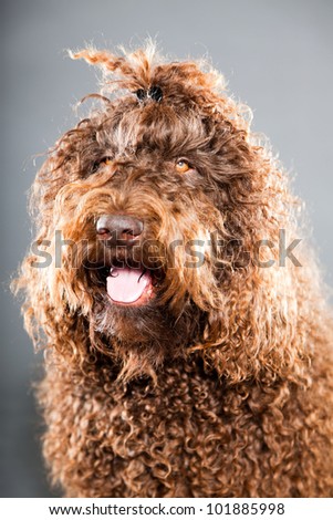 Barbet dog isolated on grey background. Brown French Water Dog. Studio shot.