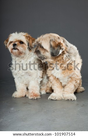 Two shih tzu dogs isolated on grey background. Studio shot.
