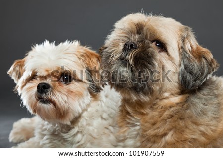 Two shih tzu dogs isolated on grey background. Studio shot.