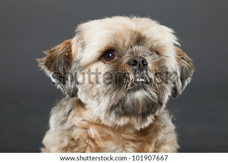 Shih tzu dog isolated on dark grey background. Studio portrait.