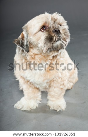 Shih tzu dog isolated on dark grey background. Studio portrait.